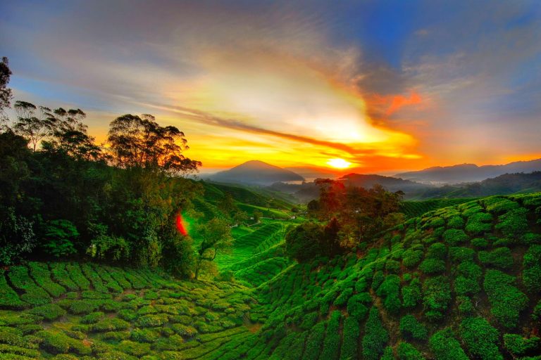 Travelore-Des-Cameroon